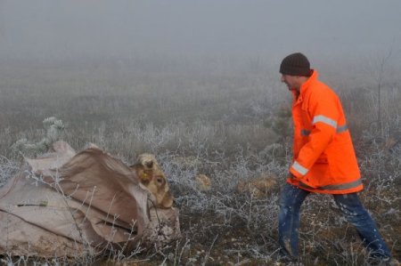 Zincirleme kazada 15 kişi yaralandı, danalar tarlaya saçıldı