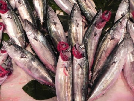 Zonguldak Ereğli'de palamut satışları patladı