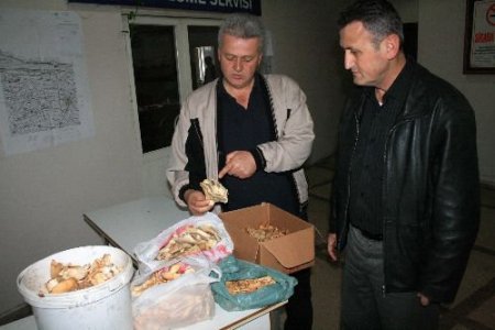 Zonguldak'ta Mantar Operasyonu Düzenlendi