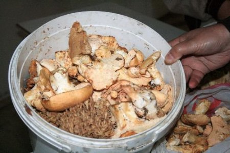 Zonguldak'ta Mantar Operasyonu Düzenlendi