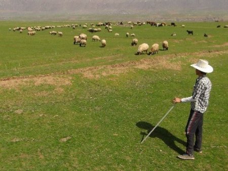 Zorlu bir kış geçiren Bitlis'te 7 aydır ahırda bekleyen hayvanlar meraya çıktı