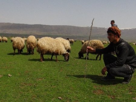 Zorlu bir kış geçiren Bitlis'te 7 aydır ahırda bekleyen hayvanlar meraya çıktı