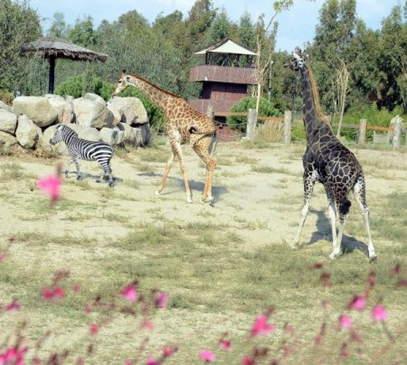 Zürafa Efe’nin 21 yıllık yalnızlığı bitti
