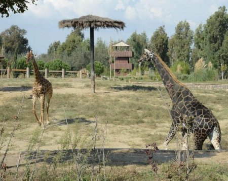 Zürafa Efe’nin 21 yıllık yalnızlığı bitti