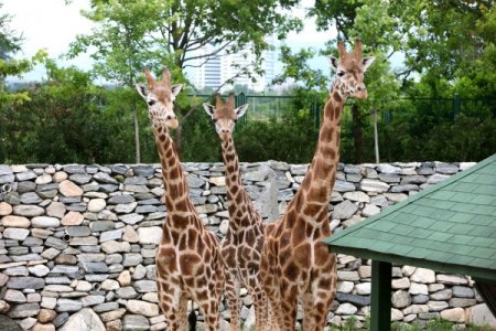 Zürafalara Uludağ'dan Özel Diyet