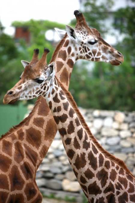 Zürafalara Uludağ'dan Özel Diyet