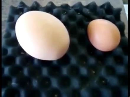 Dev Yumurtadan Çıkan Sürpriz