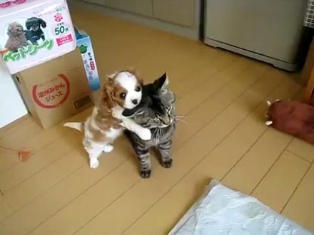 Kedi Ve Köpek Dostluğu